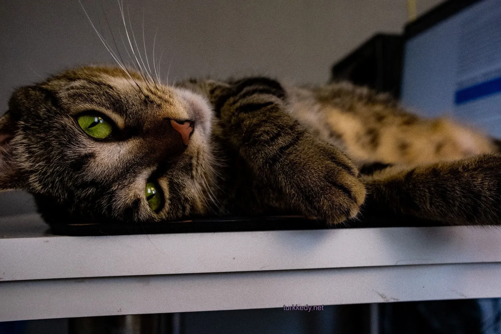 Kedi #4003